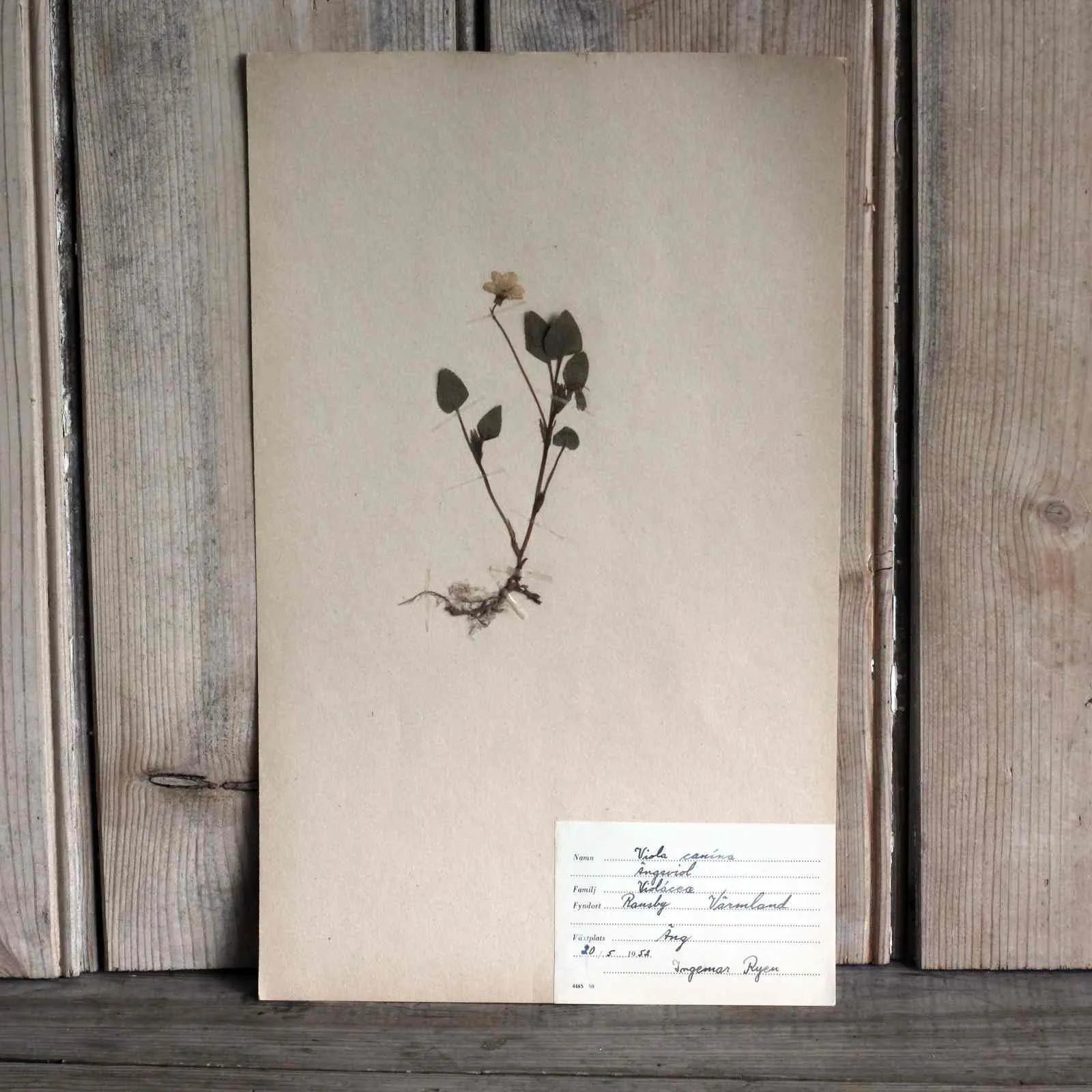 Vintage Botanical Specimens